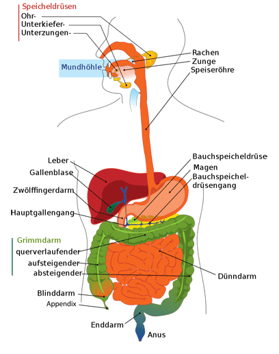 verdauungsapparat